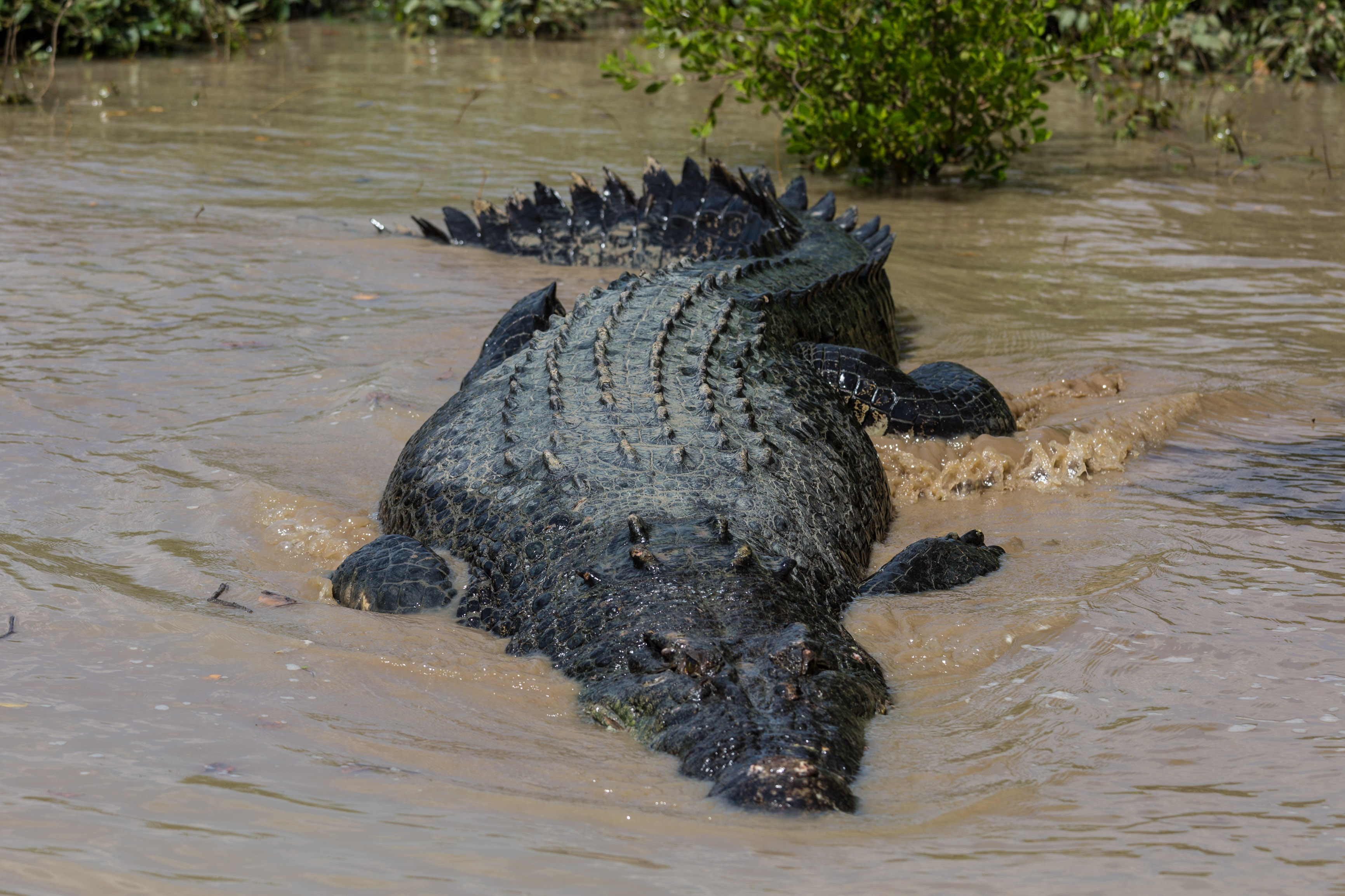 Crocodile Jump Cruise on the Adelaide River (11.8.2017) Kangarooo